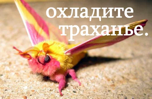 🤠 Стикер «moooooths» для Telegram