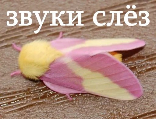😭 Стикер «moooooths» для Telegram