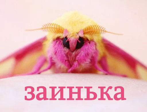 🐰 Стикер «moooooths» для Telegram
