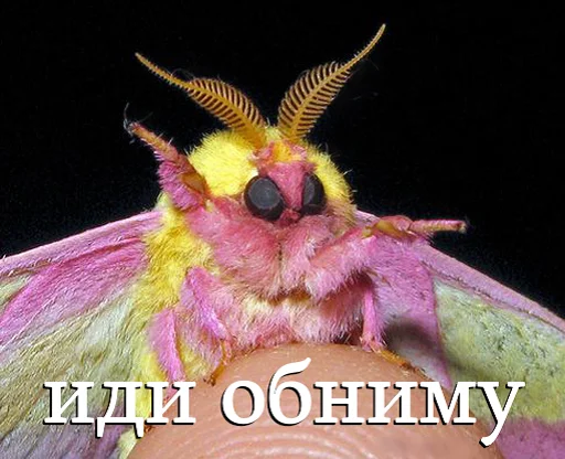 🤗 Стикер «moooooths» для Telegram