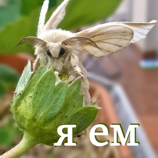 😋 Стикер «moooooths» для Telegram