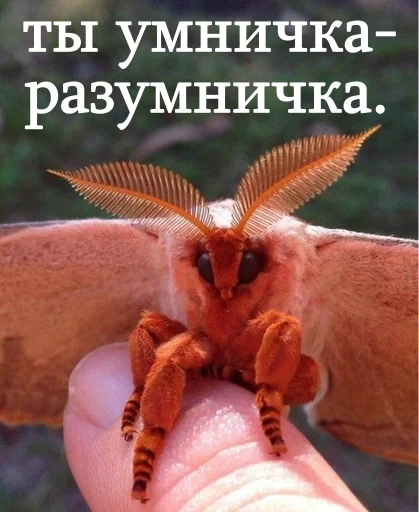 👼 Стикер «moooooths» для Telegram