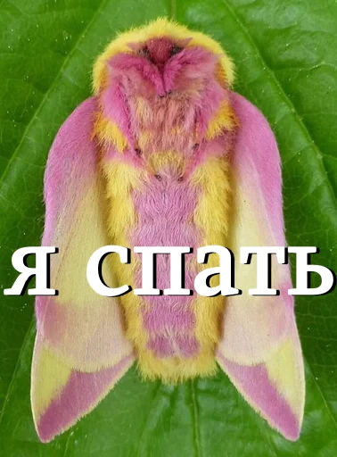 Стикерпак moooooths для Telegram