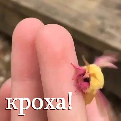 🐣 Стикер «moooooths» для Telegram