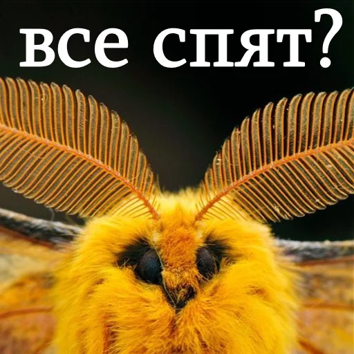 🙂 Стикер «moooooths» для Telegram