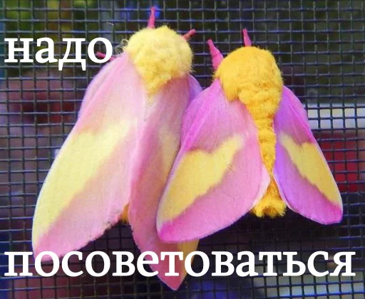 🧑‍💼 Стикер «moooooths» для Telegram