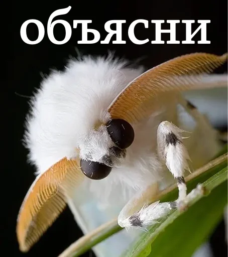 🤯 Стикер «moooooths» для Telegram