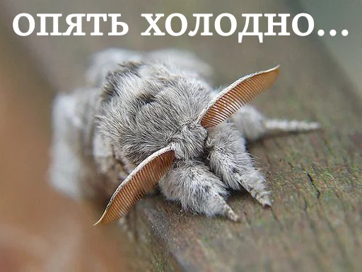 🥶 Стикер «moooooths» для Telegram