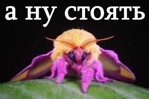 😠 Стикер «moooooths» для Telegram