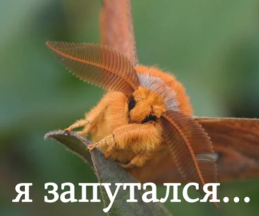 🤔 Стикер «moooooths» для Telegram