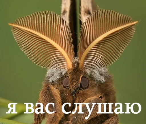 👂 Стикер «moooooths» для Telegram