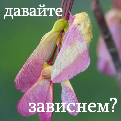 🕺 Стикер «moooooths» для Telegram