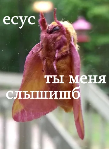 ⛪️ Стикер «moooooths» для Telegram