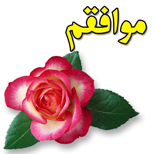 🌼 Стикер «Moorche_Messages_Win2Farsi.com» для Telegram