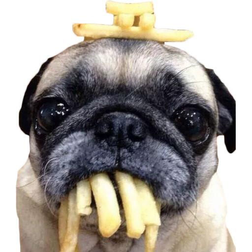 🐕 Стикер «Мопс дядя пёс» для Telegram