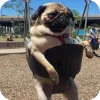 🤩 Эмодзи «Мопсики» для Telegram