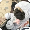 🤩 Эмодзи «Мопсики» для Telegram