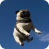 🤩 Эмодзи «Мопсики» для Telegram