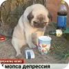 🤩 Эмодзи «Мопсики» для Telegram