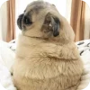 🤩 Эмодзи «Мопсики» для Telegram