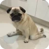 🤩 Эмодзи «Мопсики» для Telegram