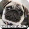🤩 Эмодзи «Мопсики» для Telegram