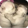 🤩 Эмодзи «Мопсики» для Telegram