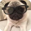 🤩 Эмодзи «Мопсики» для Telegram