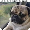 🤩 Эмодзи «Мопсики» для Telegram