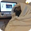 🤩 Эмодзи «Мопсики» для Telegram