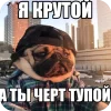 🤩 Эмодзи «Мопсики» для Telegram