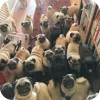 🤩 Эмодзи «Мопсики» для Telegram