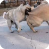 🤩 Эмодзи «Мопсики» для Telegram