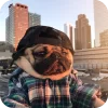 🤩 Эмодзи «Мопсики» для Telegram