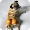 🤩 Эмодзи «Мопсики» для Telegram