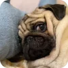 🤩 Эмодзи «Мопсики» для Telegram