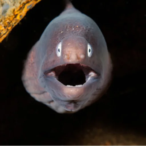 😩 Стикер «M-m-morays Мурены» для Telegram
