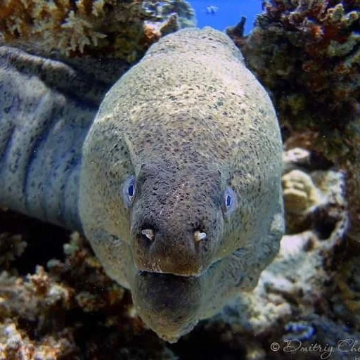 😵 Стикер «M-m-morays Мурены» для Telegram