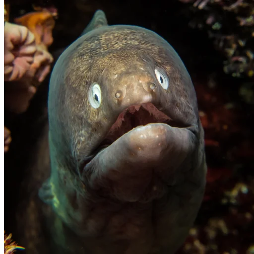 😫 Стикер «M-m-morays Мурены» для Telegram