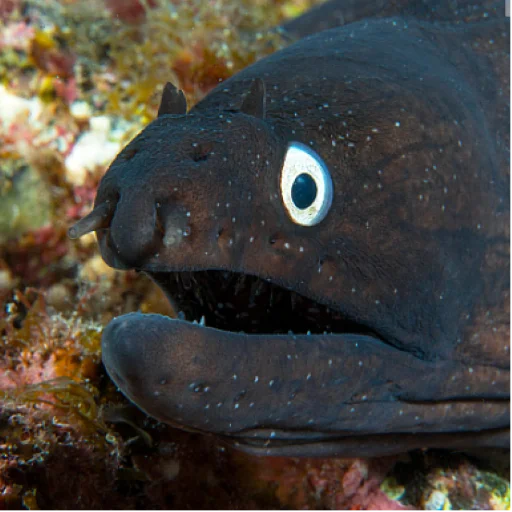 😳 Стикер «M-m-morays Мурены» для Telegram