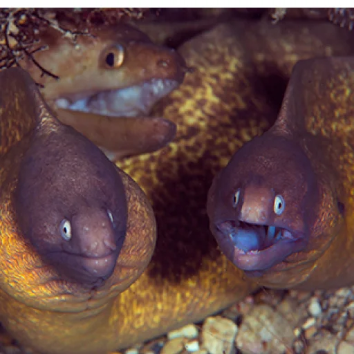 👨‍👨‍👦 Стикер «M-m-morays Мурены» для Telegram