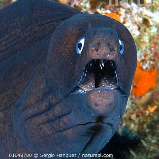 😱 Стикер «M-m-morays Мурены» для Telegram