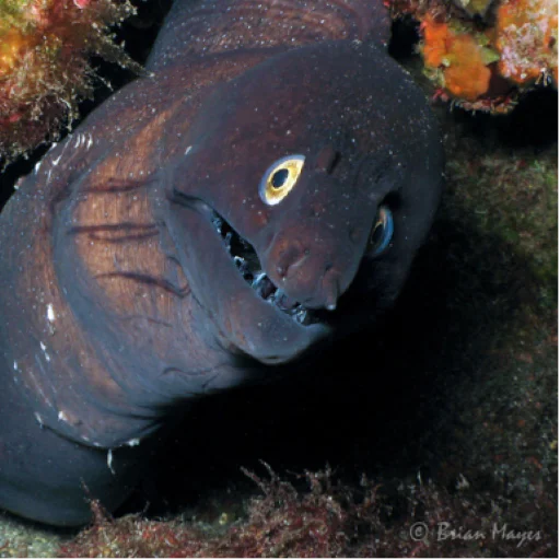 😬 Стикер «M-m-morays Мурены» для Telegram