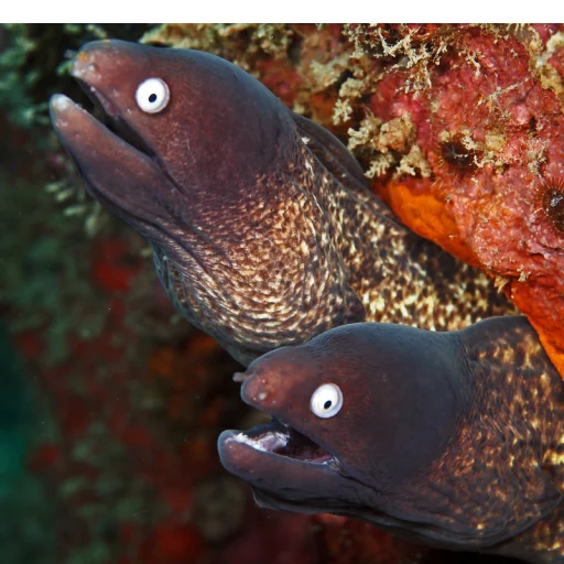 👯‍♂️ Стикер «M-m-morays Мурены» для Telegram