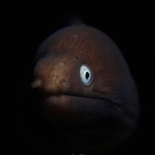 👀 Стикер «M-m-morays Мурены» для Telegram