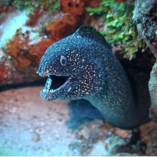 😁 Стикер «M-m-morays Мурены» для Telegram