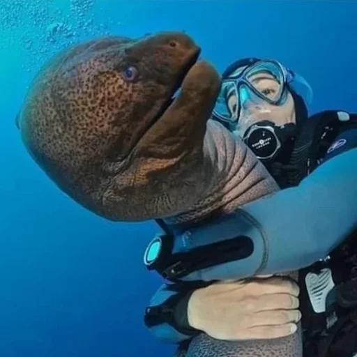 😤 Стикер «M-m-morays Мурены» для Telegram