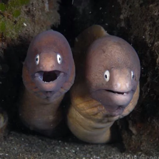 👯‍♀️ Стикер «M-m-morays Мурены» для Telegram