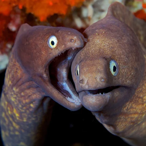 👯 Стикер «M-m-morays Мурены» для Telegram