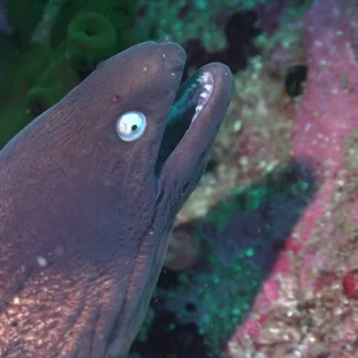 😖 Стикер «M-m-morays Мурены» для Telegram